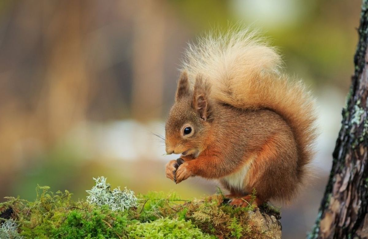 how-long-can-a-squirrel-go-without-water