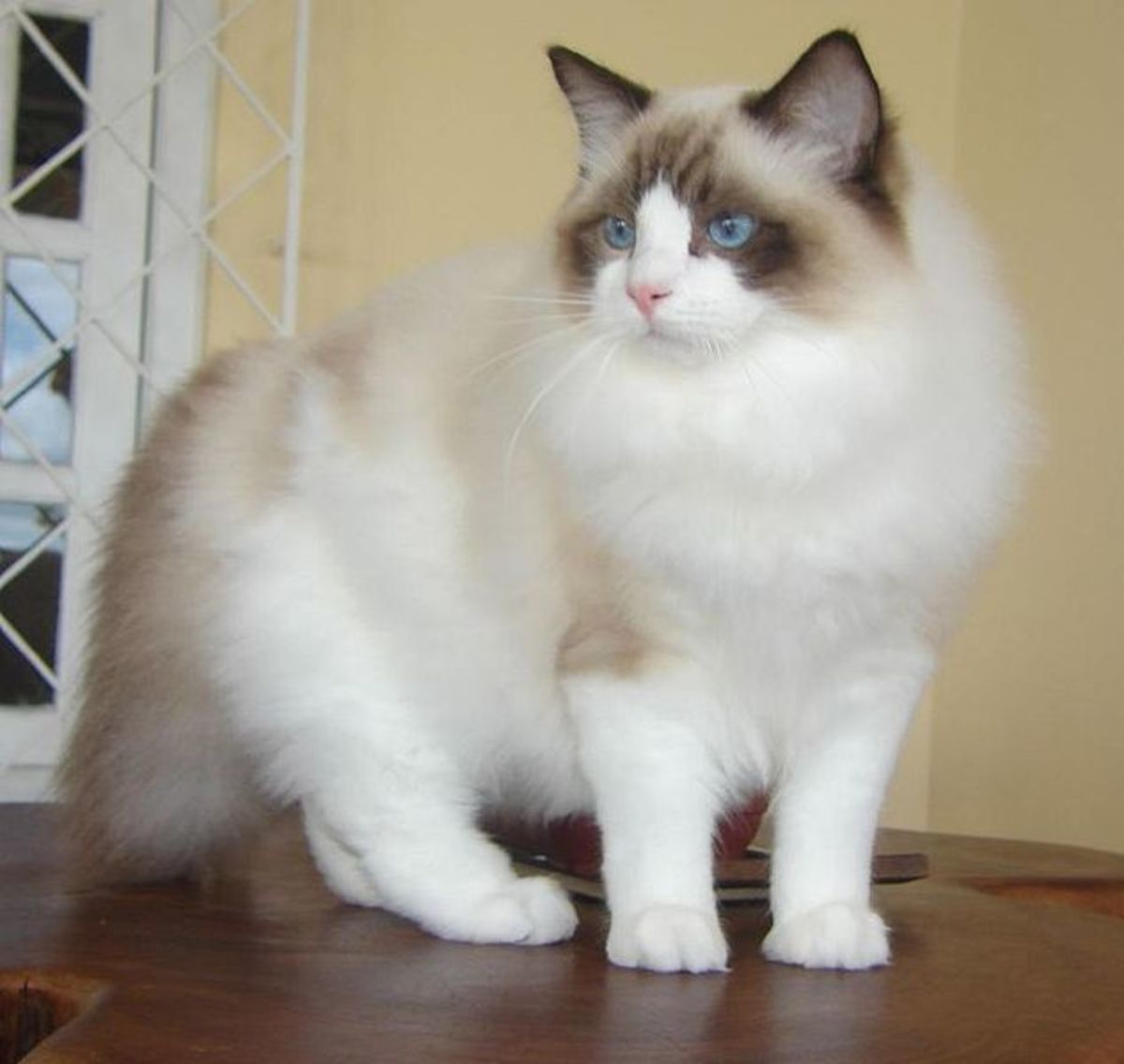 Ragdoll cats are super sweet and affectionate.