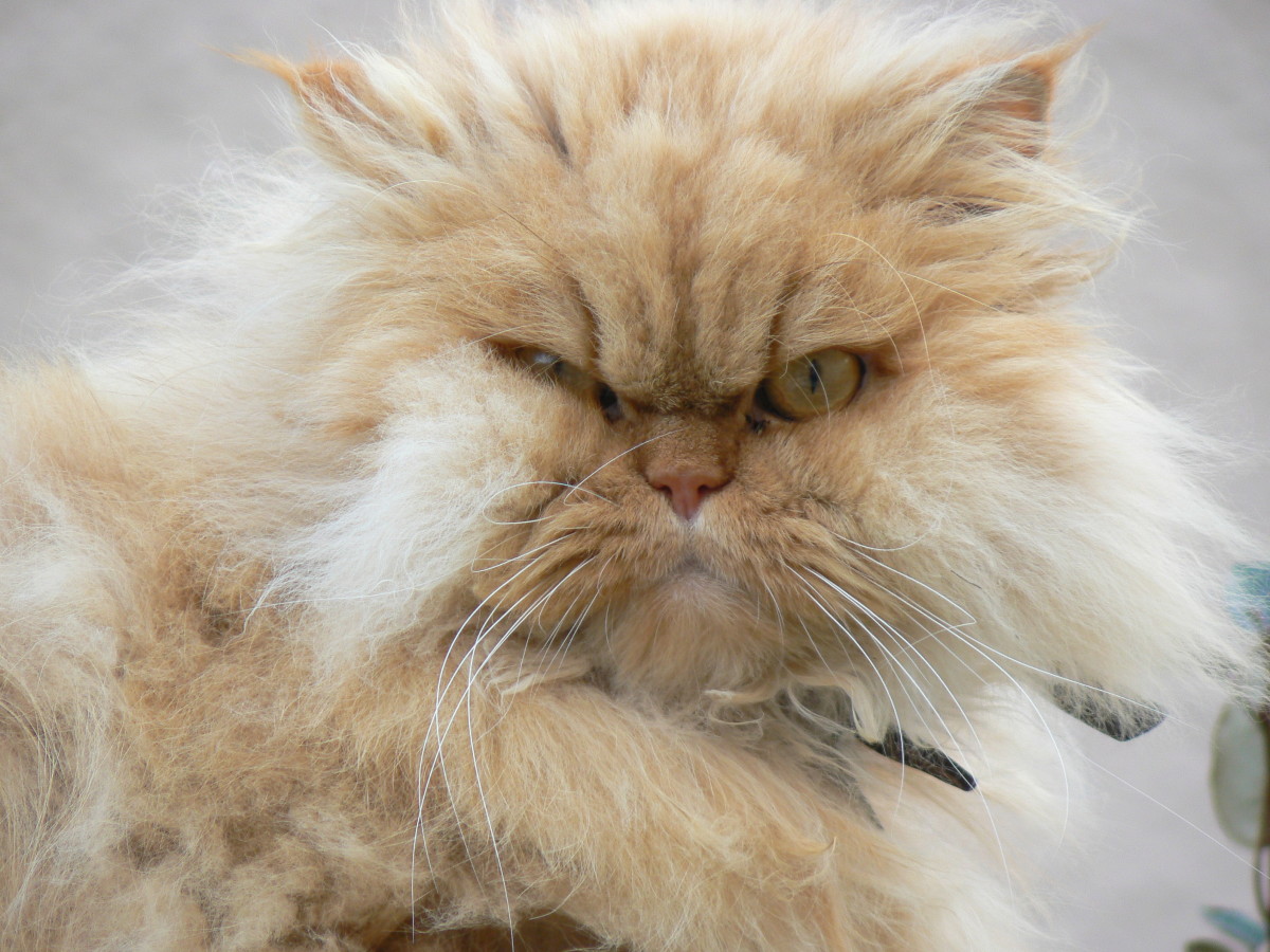 Persian cats are often considered elegant, but they have a grumpy appearance.