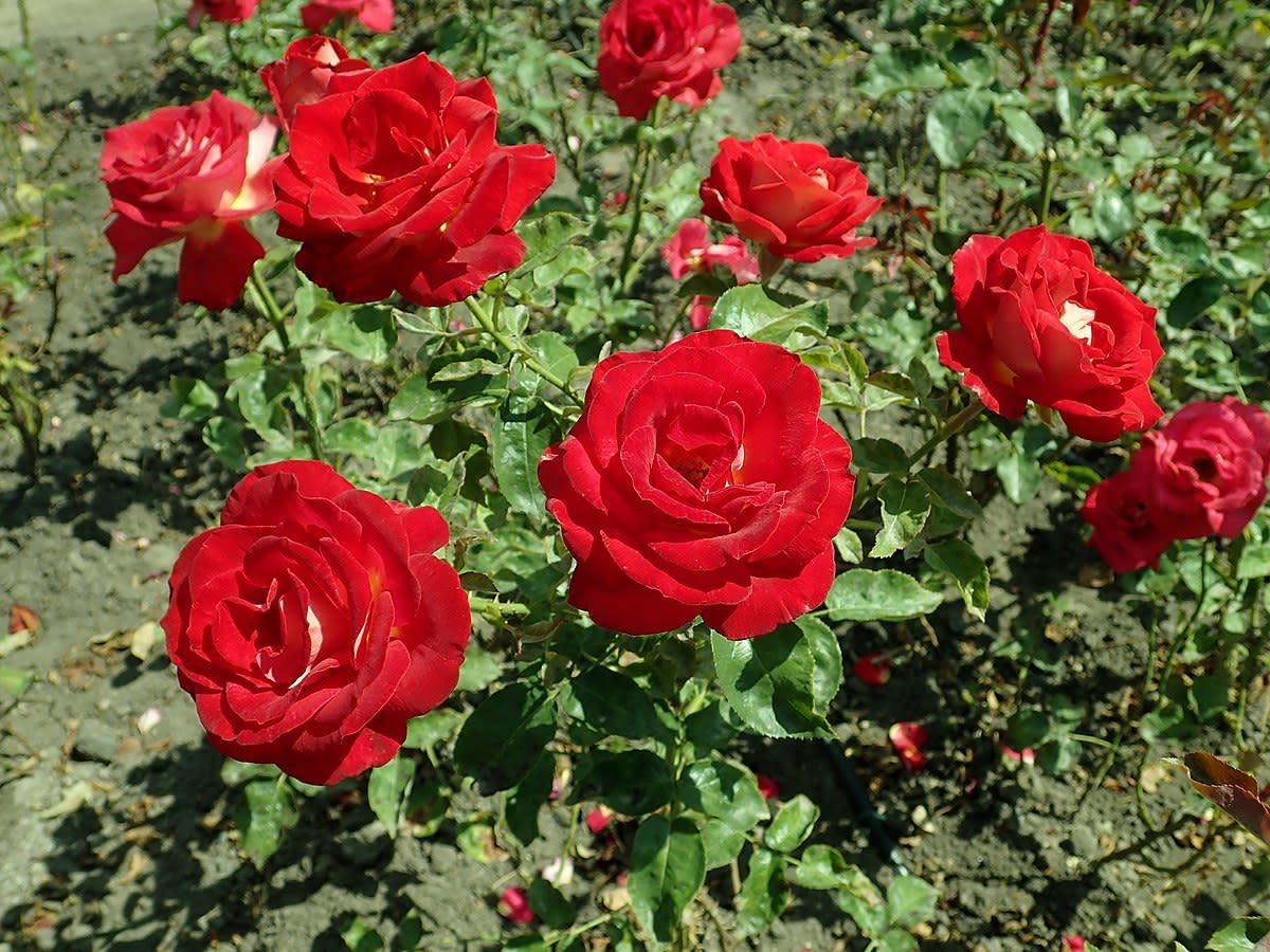 6 Hybrid Tea Roses for Your Garden