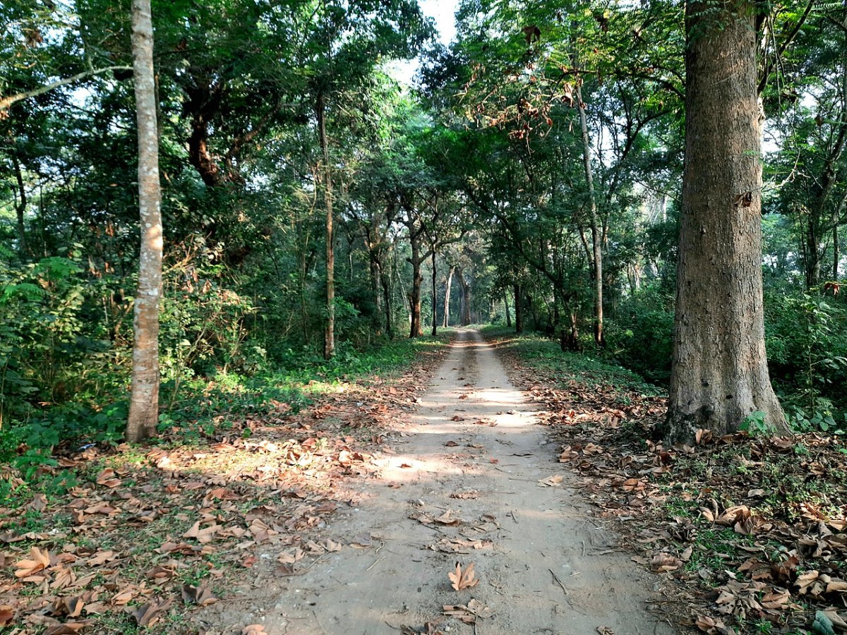 The Gorumara forest in the Dooars region of India. 