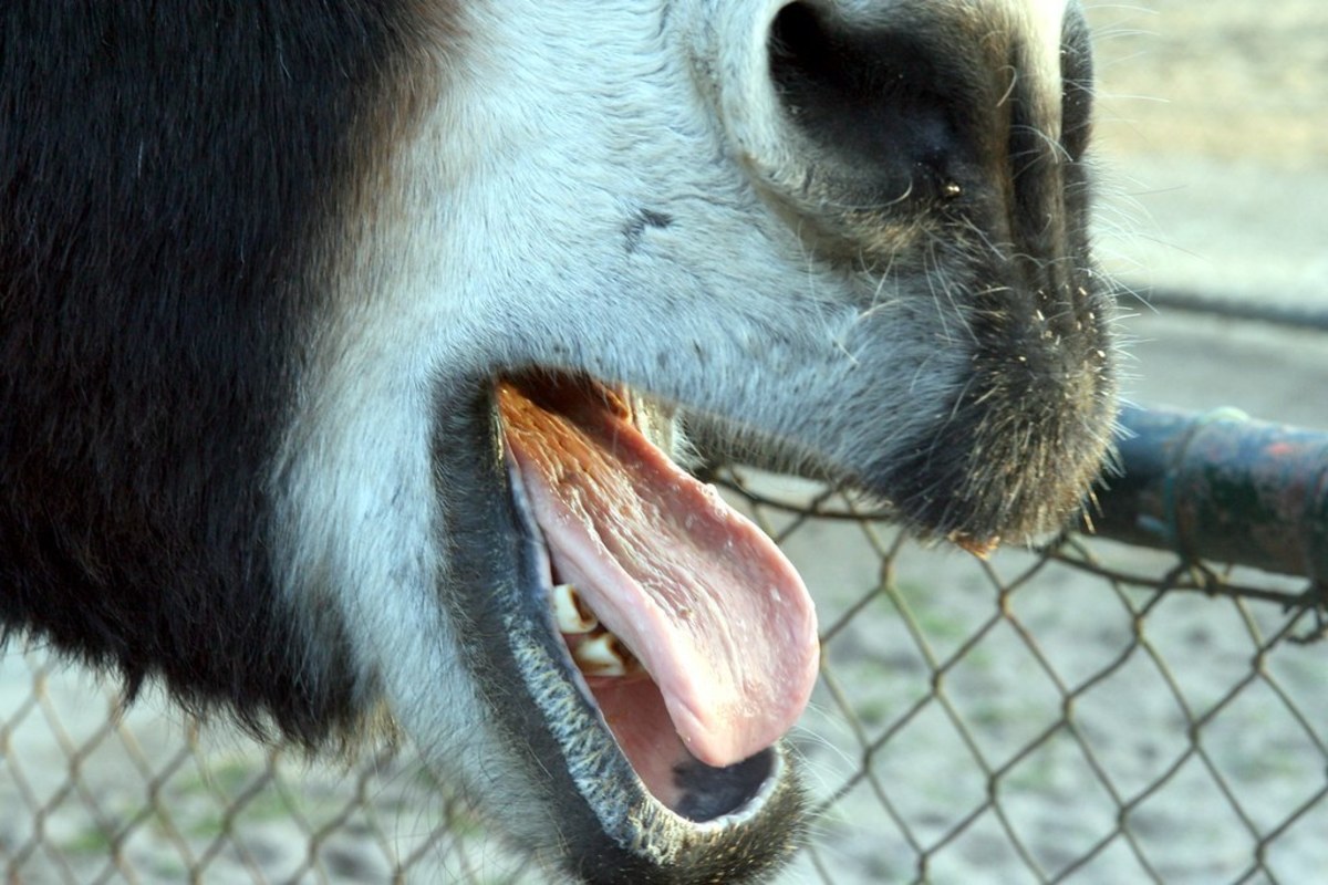 A real mule's mouth and can human teeth be inserted in his mouth?