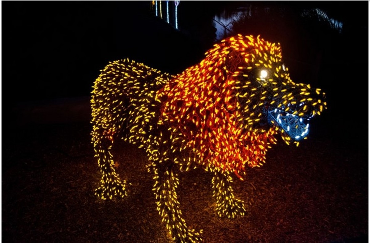 Phoenix Zoo Attraction With 3.5 Million Lights for Christmas