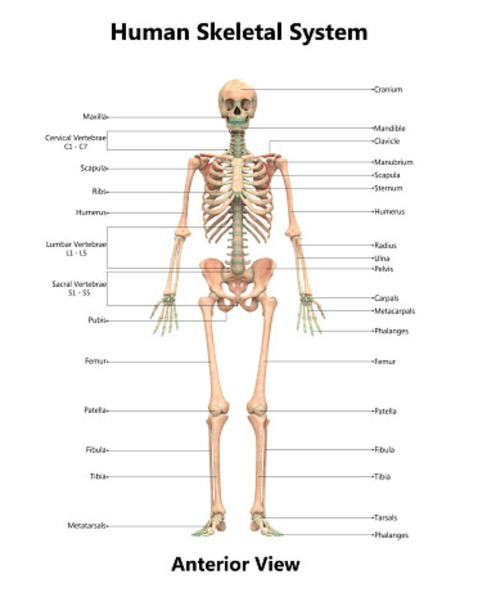 The Skeletal System - The Bones in Your Body