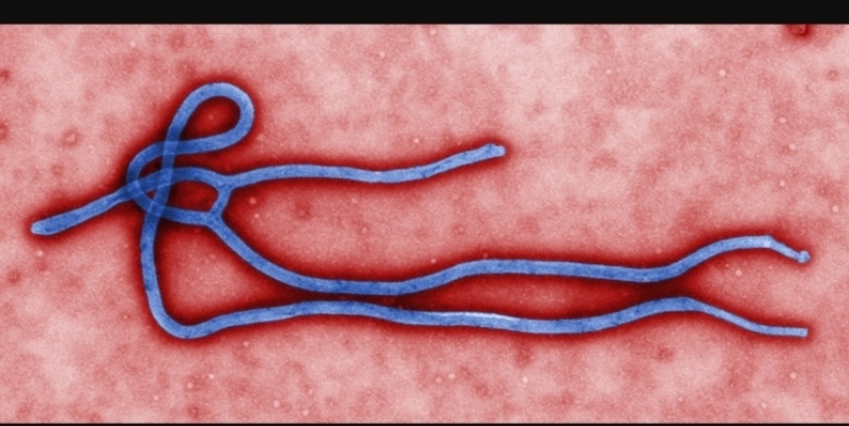 the-transmission-of-ebola-virus-on-animals-and-humans
