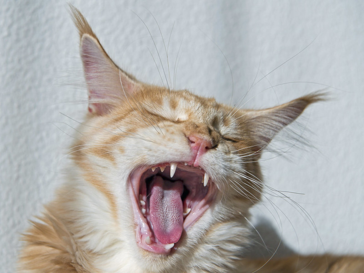 Your cats oral microbiome can predict dental disease later on.