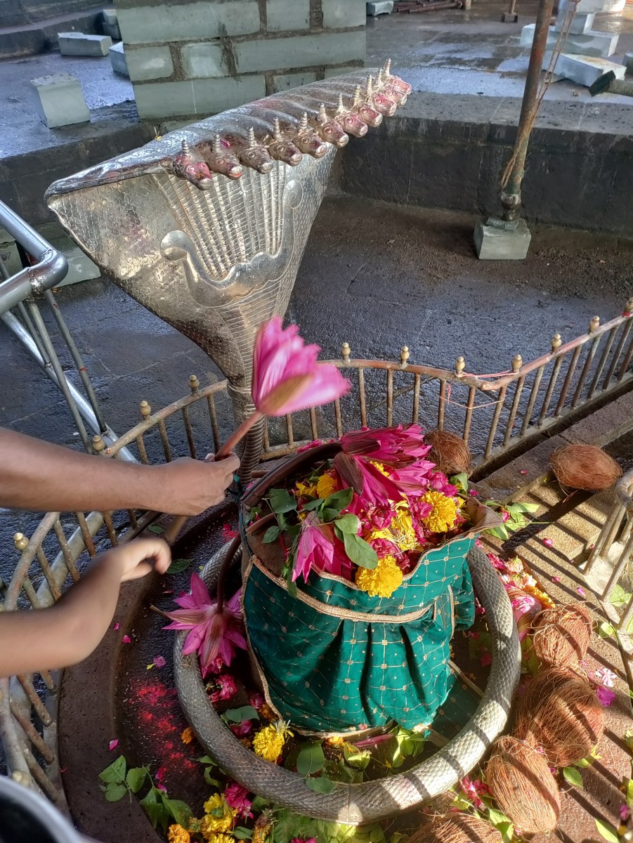Shiva Lingam is worshiped by pink Water Lily; Stambheshwar