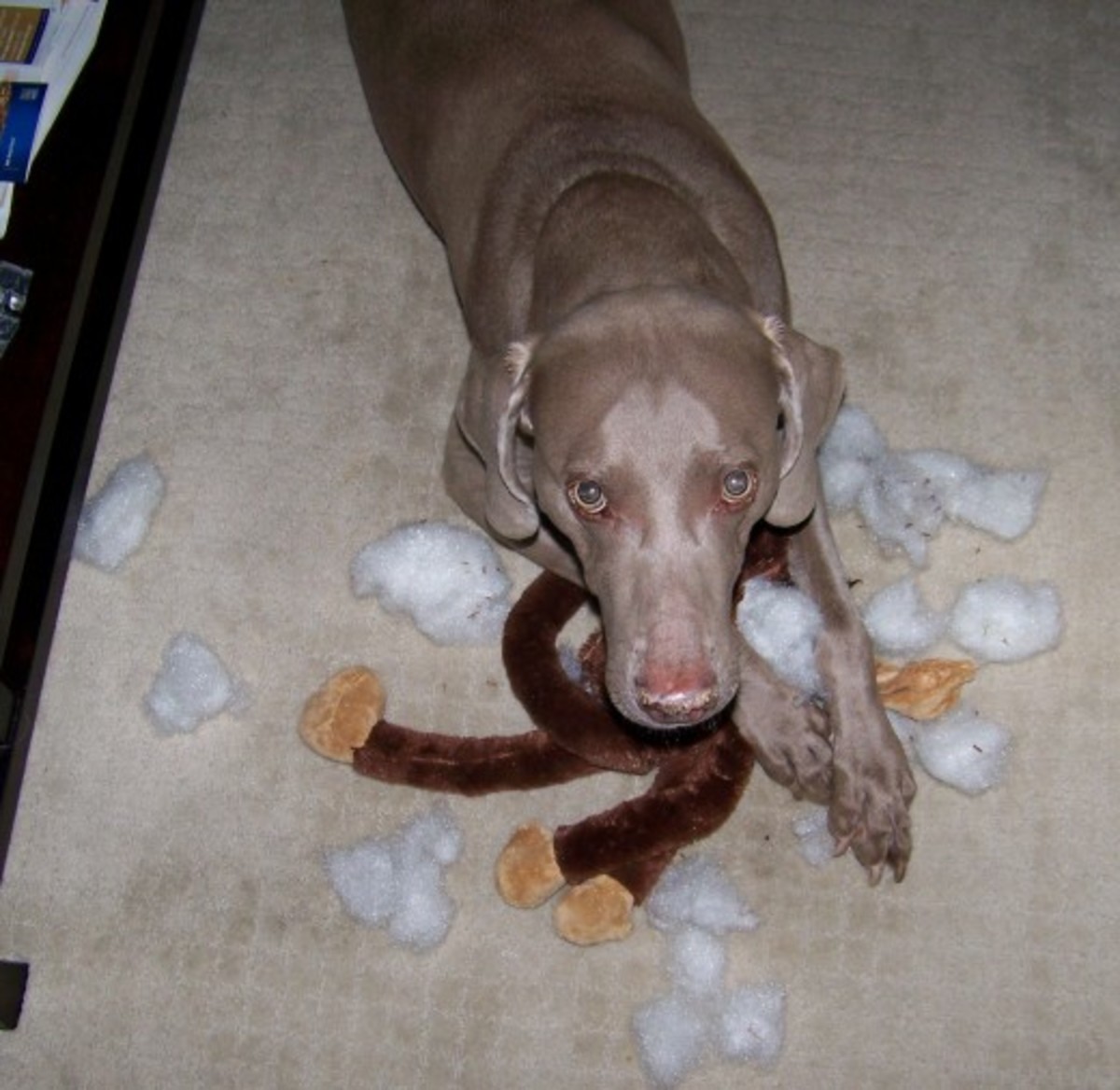 Pica in Weimaraners: Crazy Things Dogs Eat