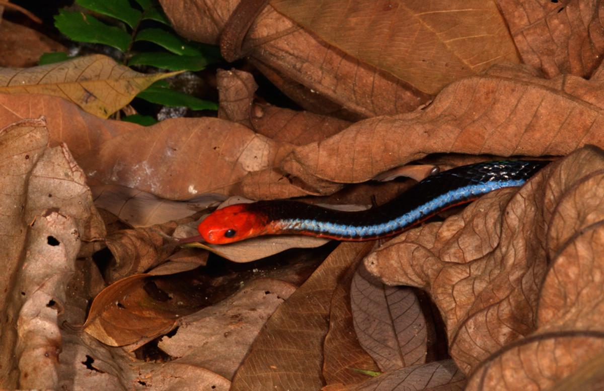 Blue Malaysian Coral Snake.