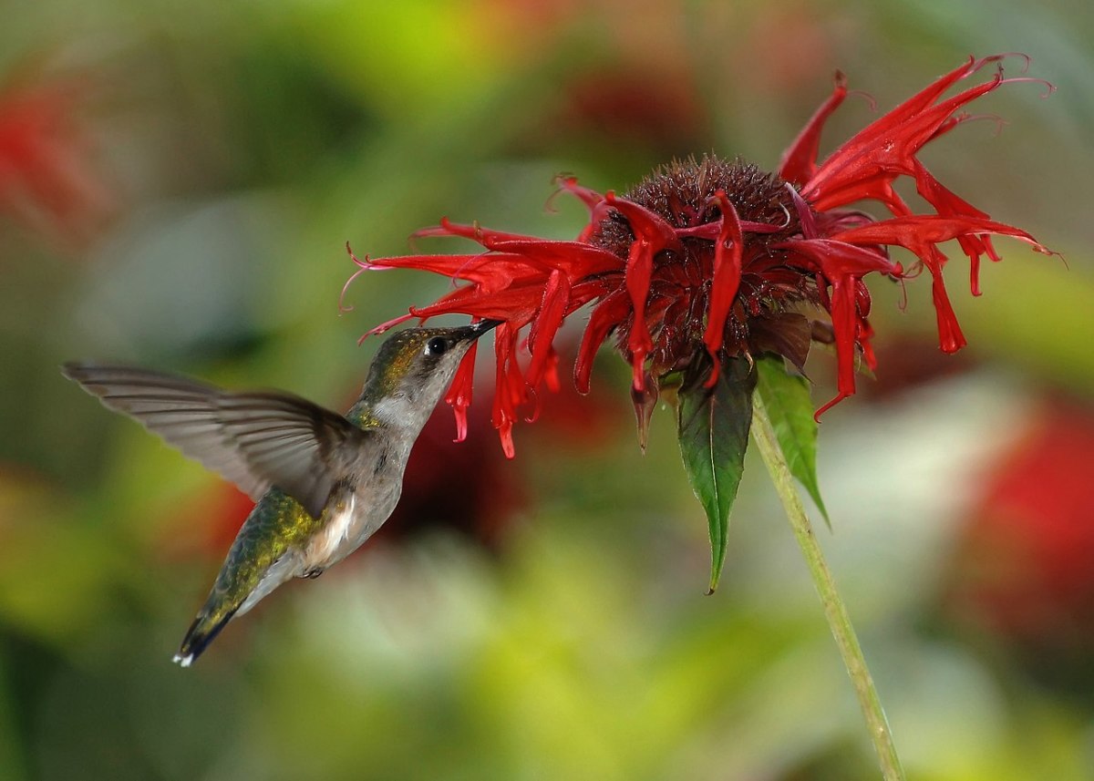 Female Rubt Throated Hummingbird feeding on nectar from Scarlet Beebalm (Monarda didyma)