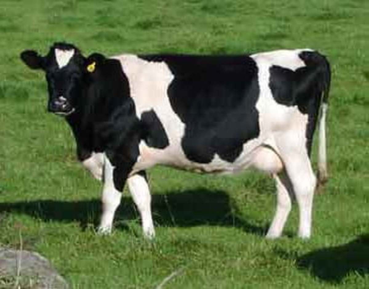 how-do-cows-make-milk