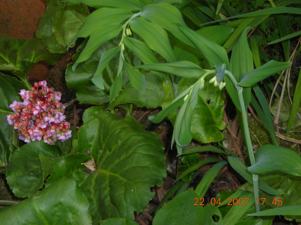 Bergenia on the left and Solomon's Seal on the right