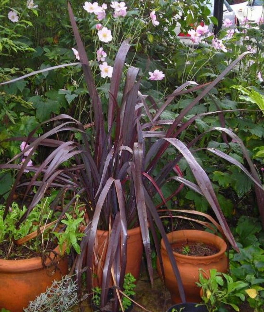 Phormium with pink anemone Japonica in the background