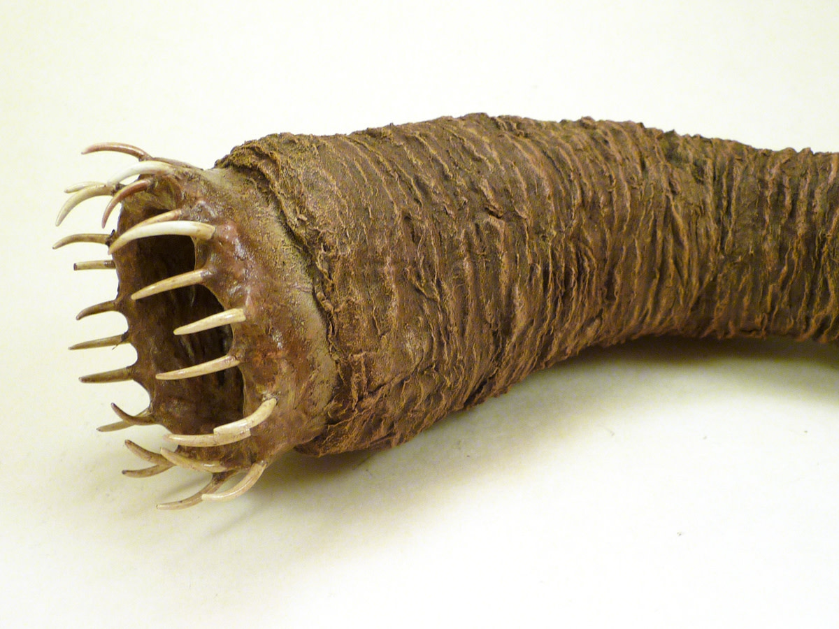 Many theories have sprouted over the years to explain the Mongolian death worm.