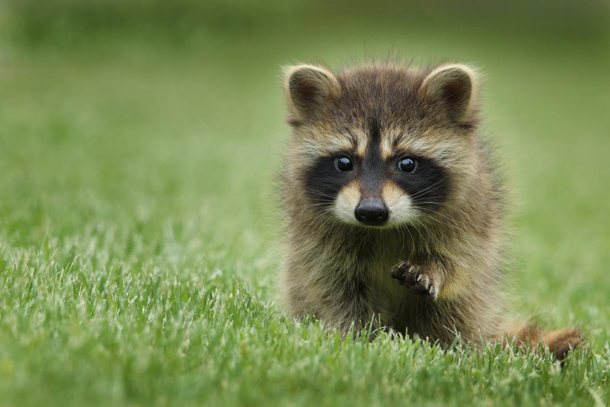 200+ Cute Raccoon Names & Ideas