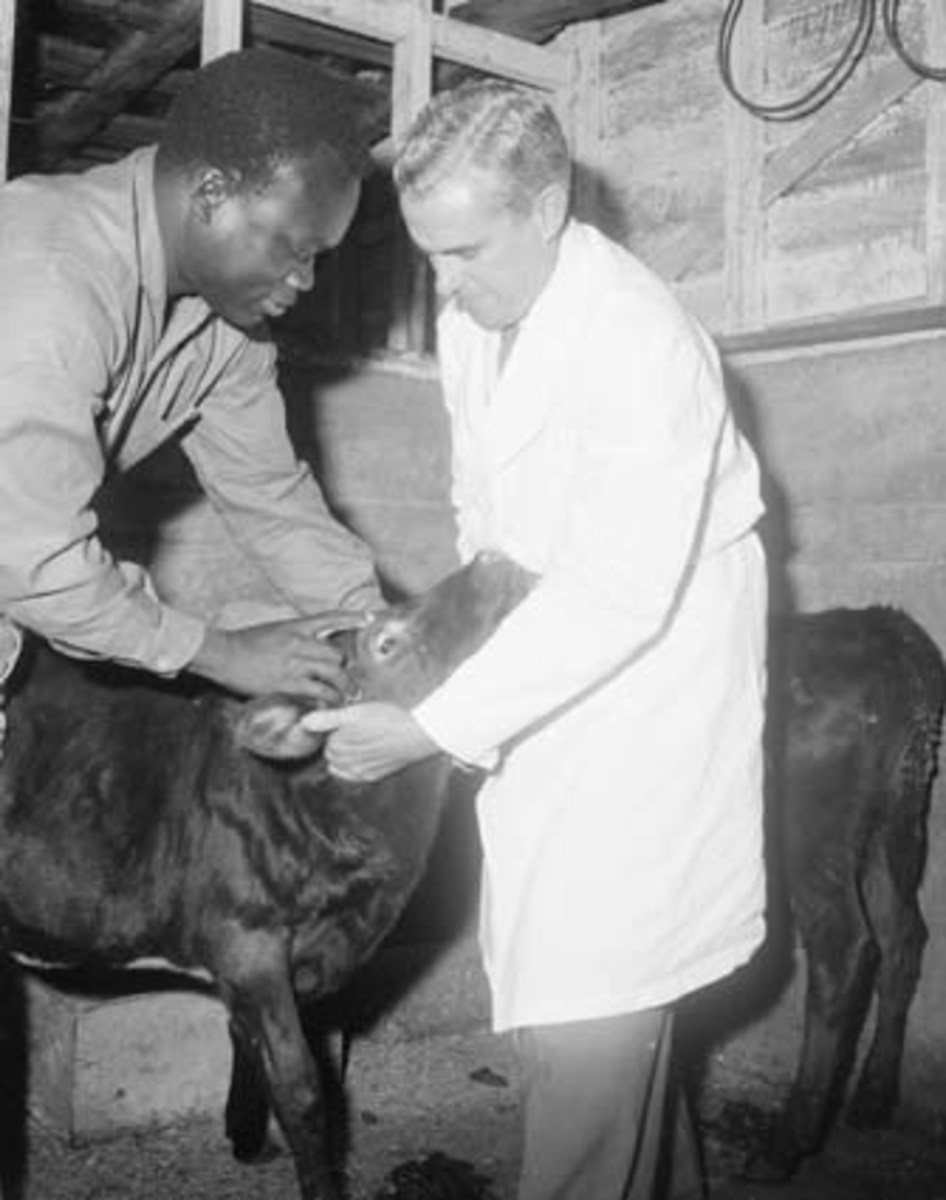 Examining a 'patient' at the Queensland Agriculture and Stock Department's Animal Research Institute, 1962.