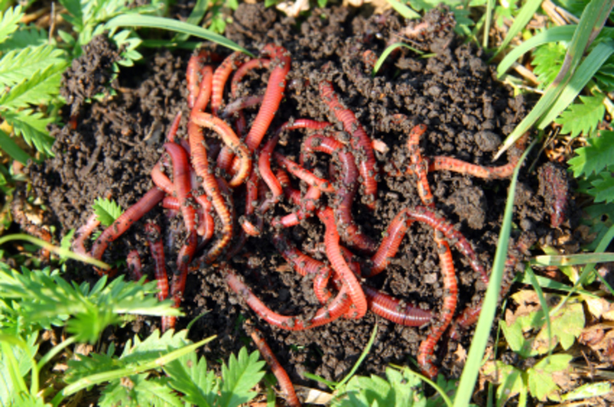 the-basics-on-diy-worm-compost-tea