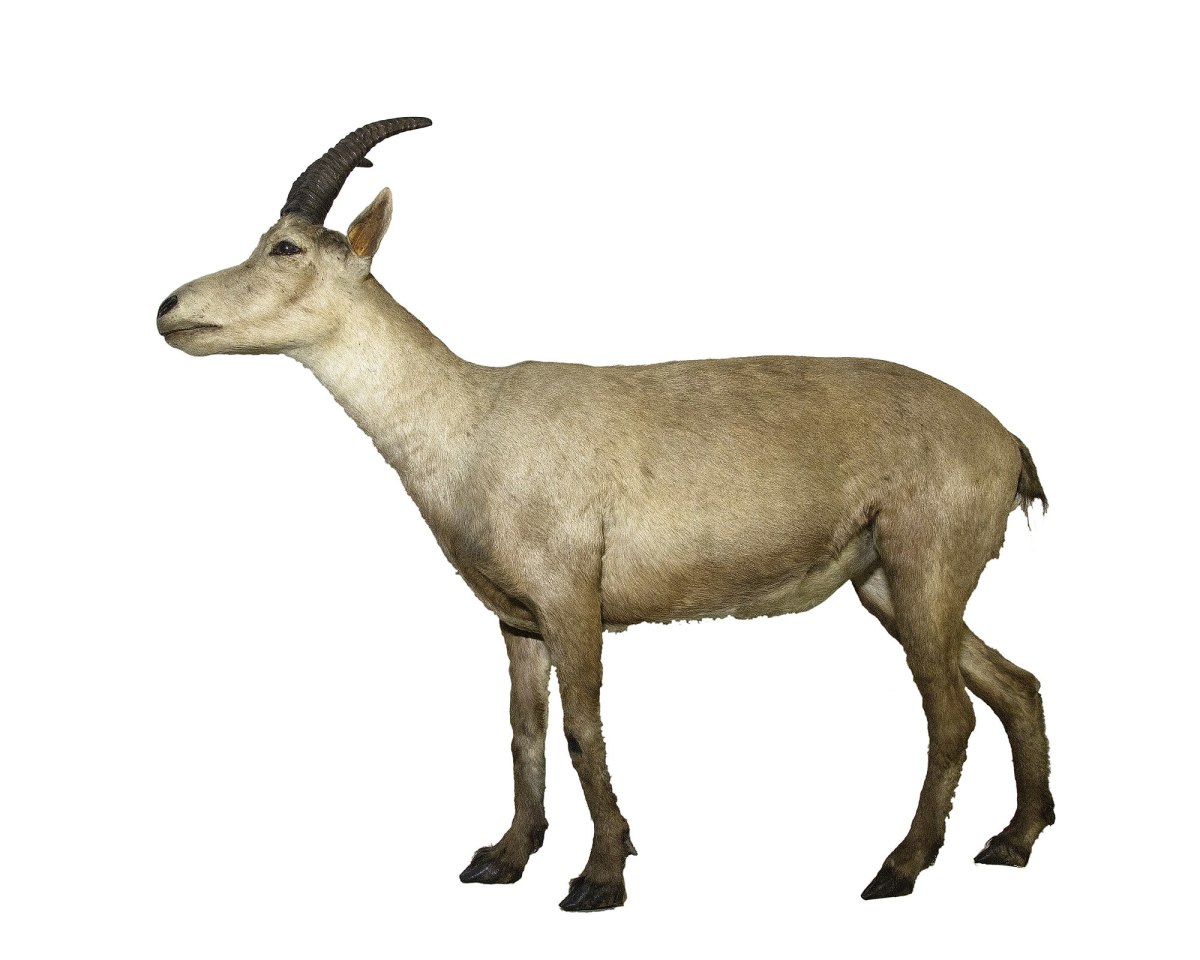 Pyrenean ibex 