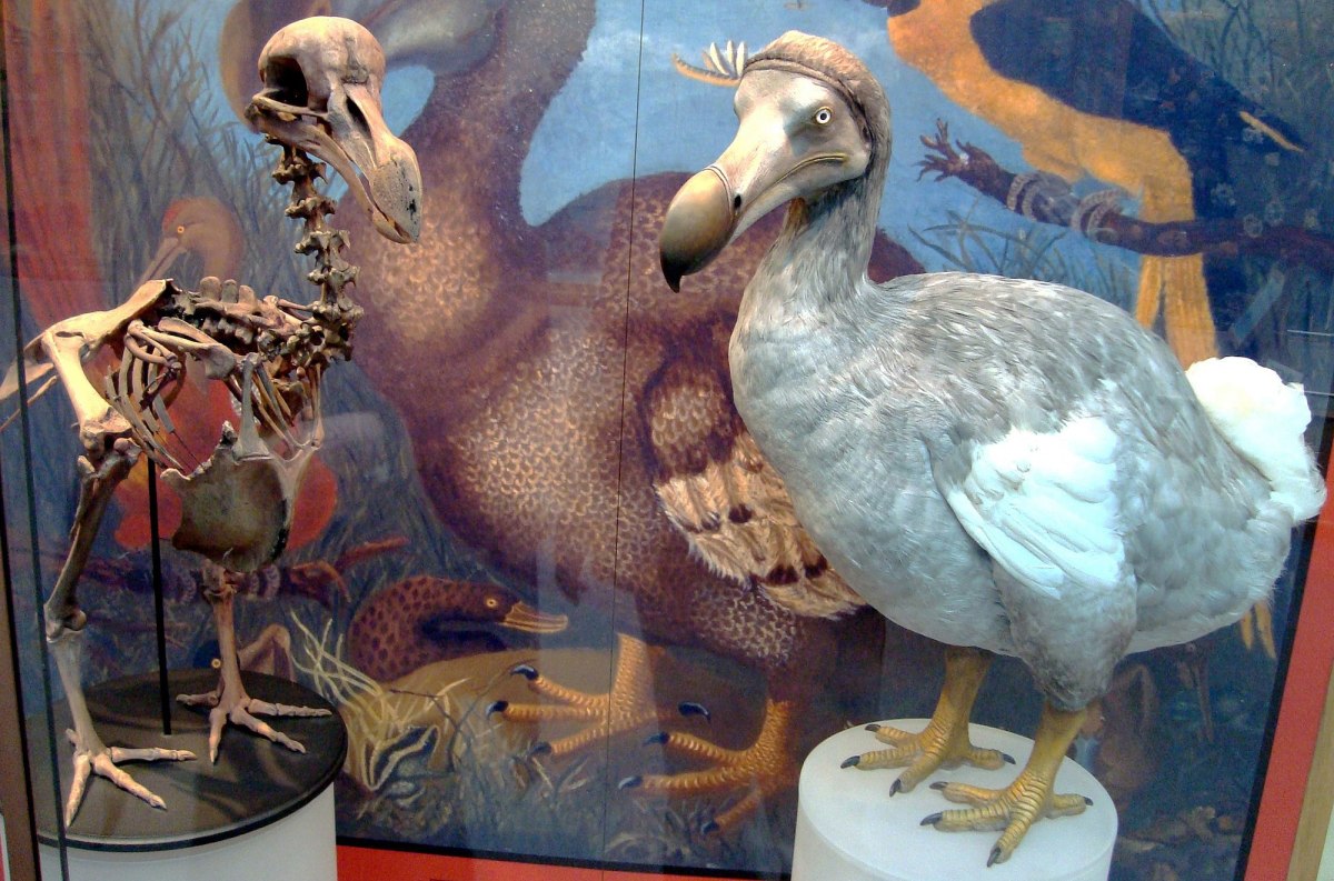 Skeleton cast and model of dodo at the Oxford University Museum of Natural History, made in 1998 based on modern research