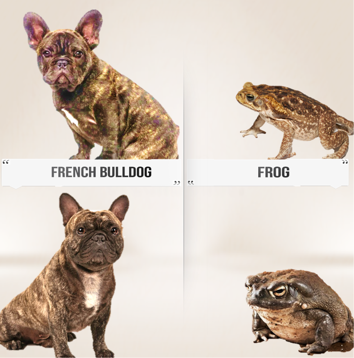 French Bulldog (Nick Name, Frog Dog)