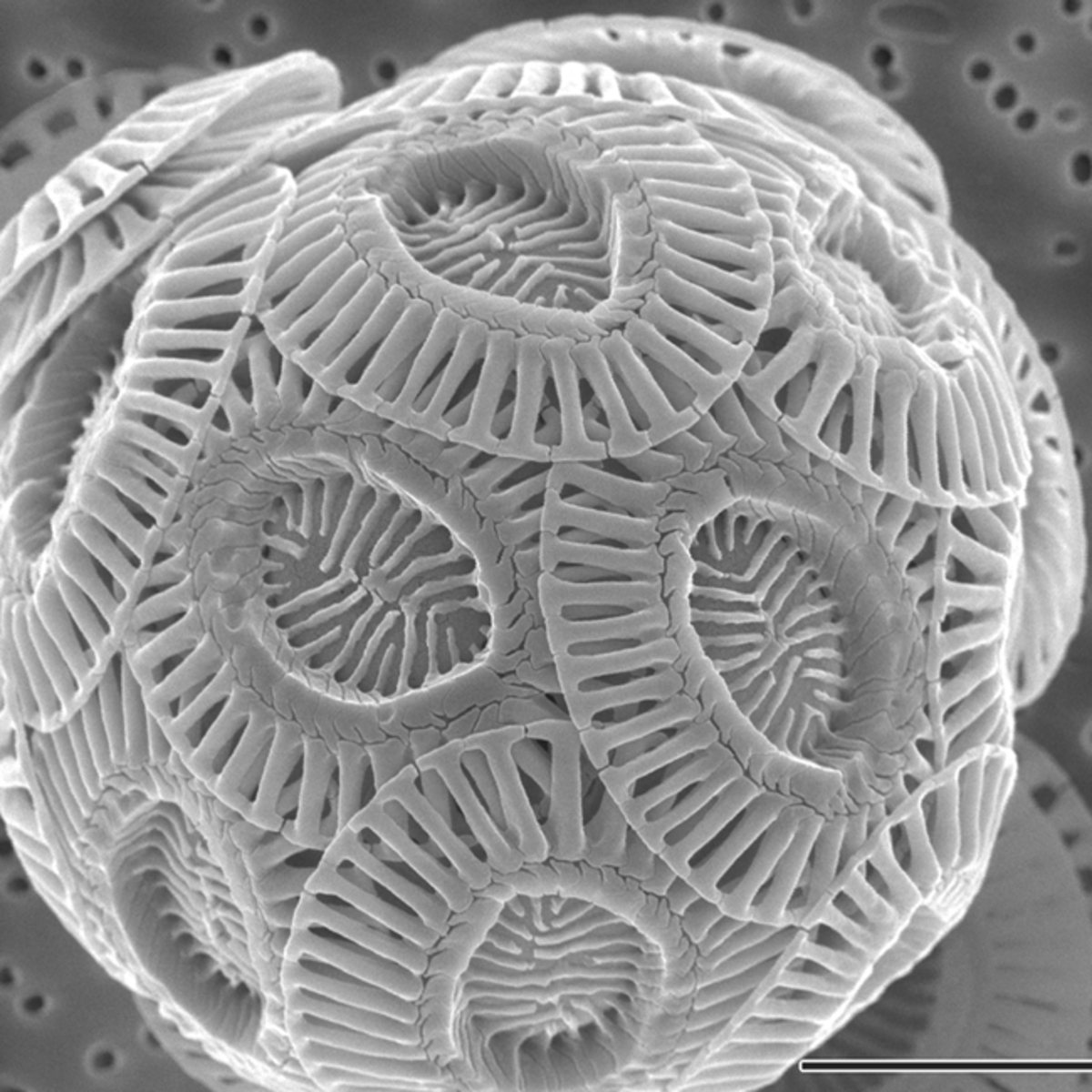 Emiliania huxleyi, single-celled marine phytoplankton that produce calcium carbonate scales (coccoliths). Chalk is 95-99% made up of these ancient organisms.