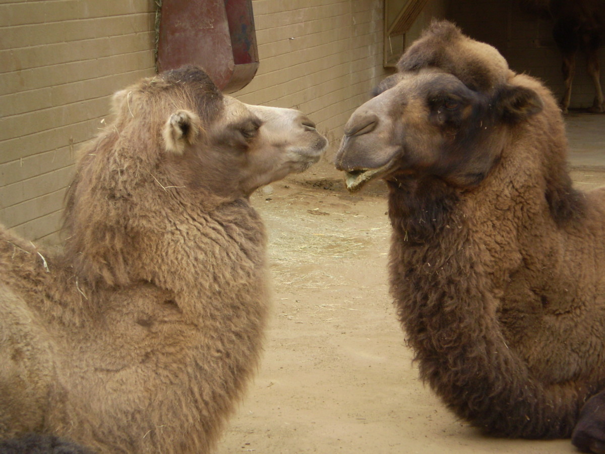 Bactrian camels, San Diego Zoo.