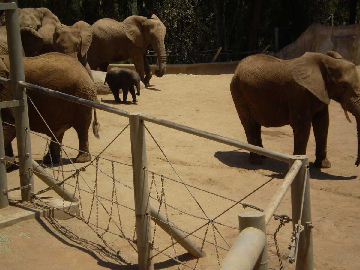 Elephant enclosure, Safari Park.
