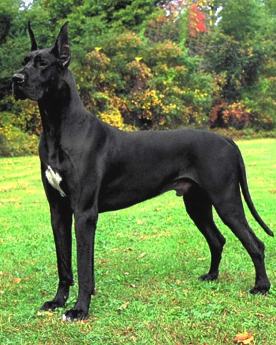 Great Dane Dog Facts and Information
