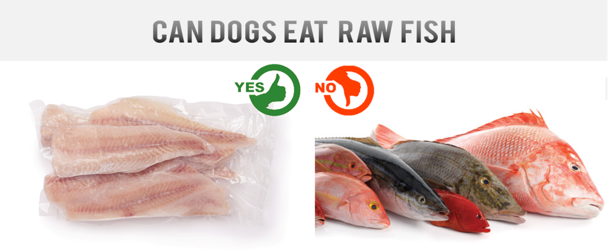 Can Dogs Eat Raw Fish