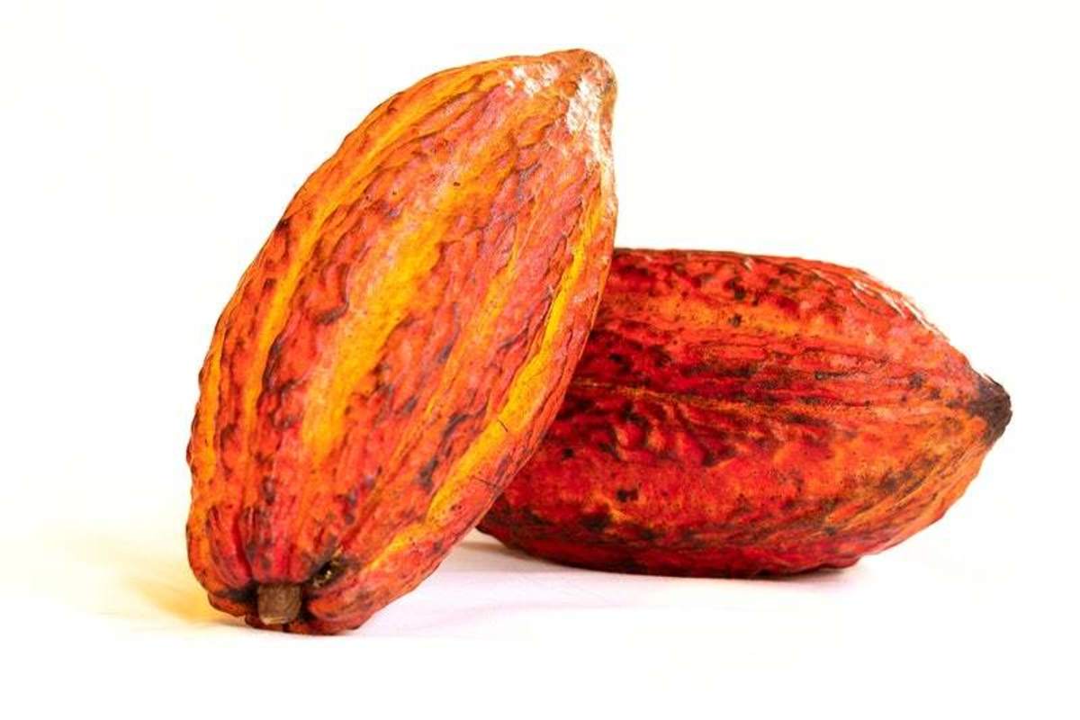 Cacao pods are processed for the beans for chocolate.