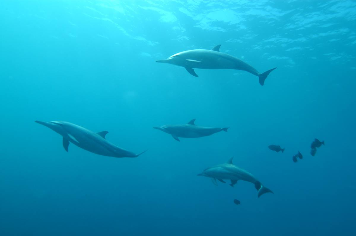 Are dolphins endangered? Read on to learn more. 