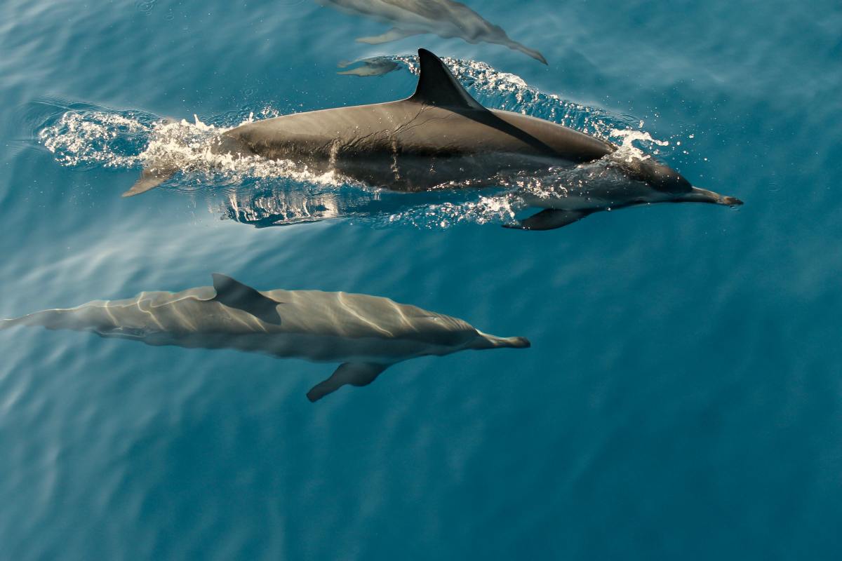 What can we do to help the dolphins?