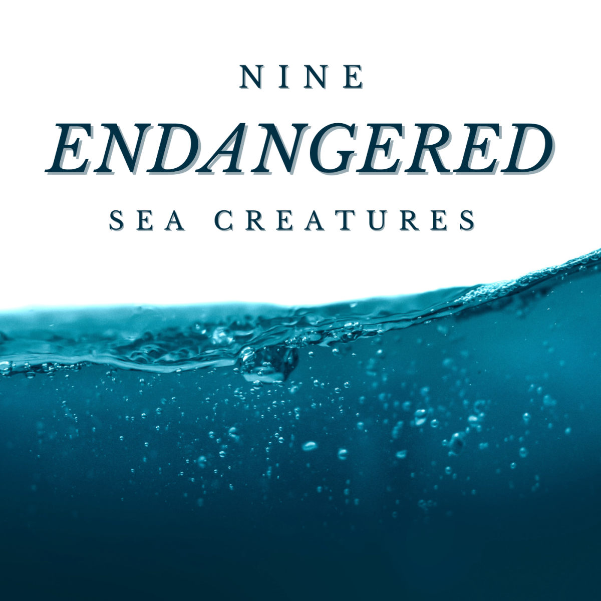 Nine endangered sea creatures