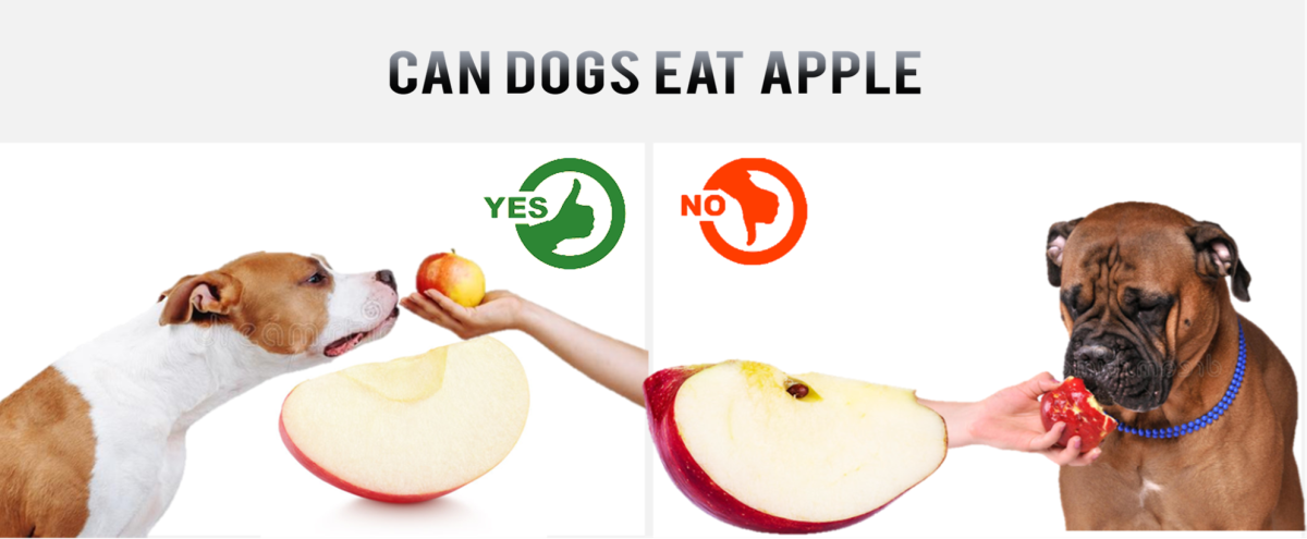 Can Dogs Eat Apple?