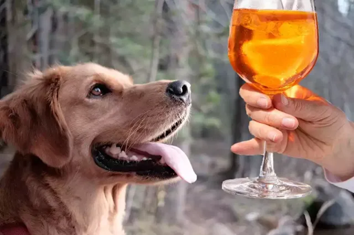 Can Dogs Drink Beer / Alcohol? 
