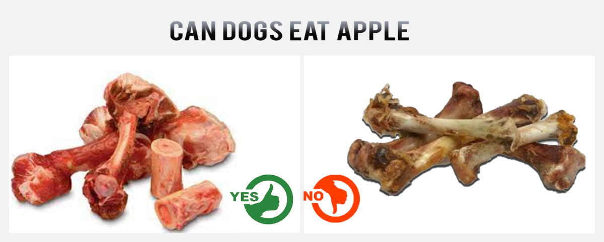 Can Dogs Eat Bones?