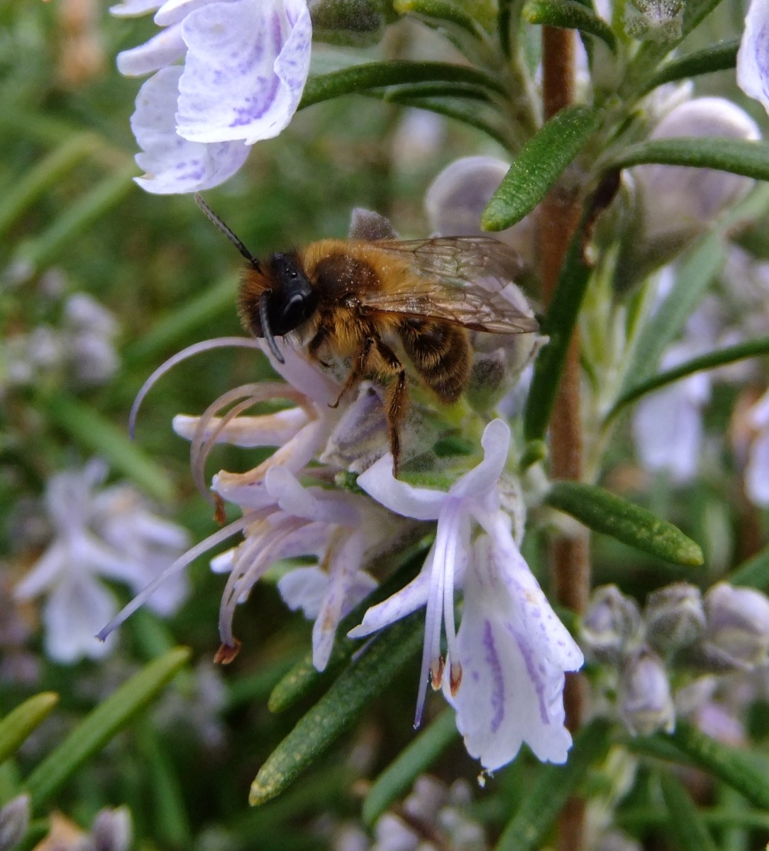 Rosemary flowers with honeybee