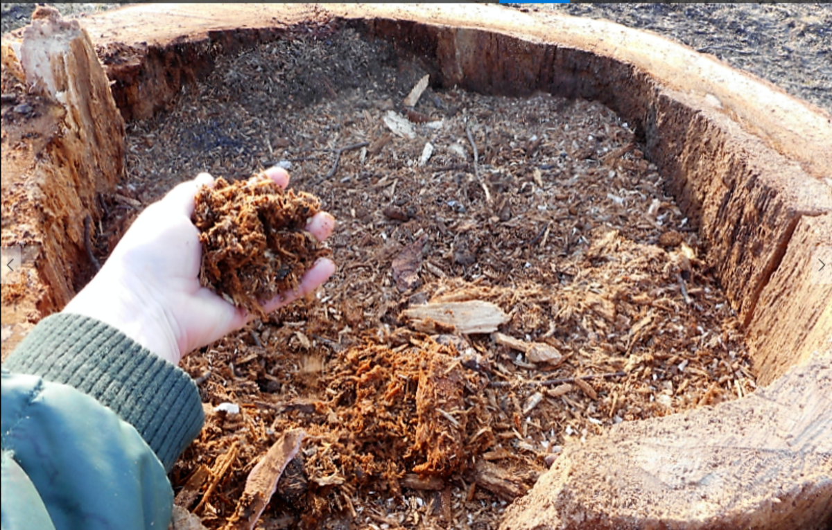 Stump Gardening What to Plant in a Hollow Tree Stump HubPages