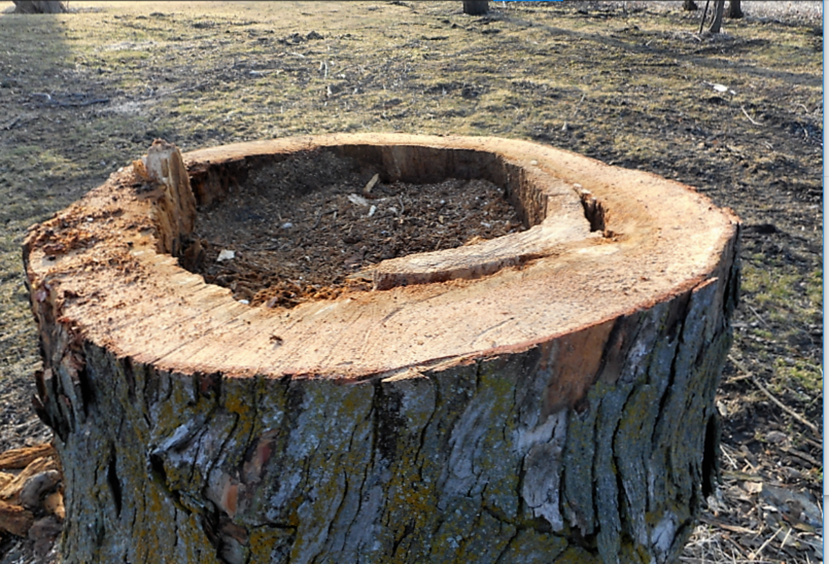 Stump Gardening: What to Plant in a Hollow Tree Stump