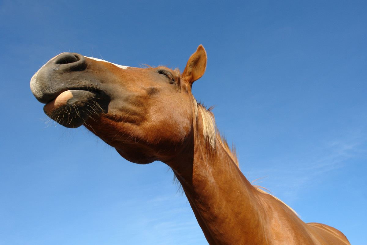 Symptoms of tetanus in horses might include neck stiffness and stretching.