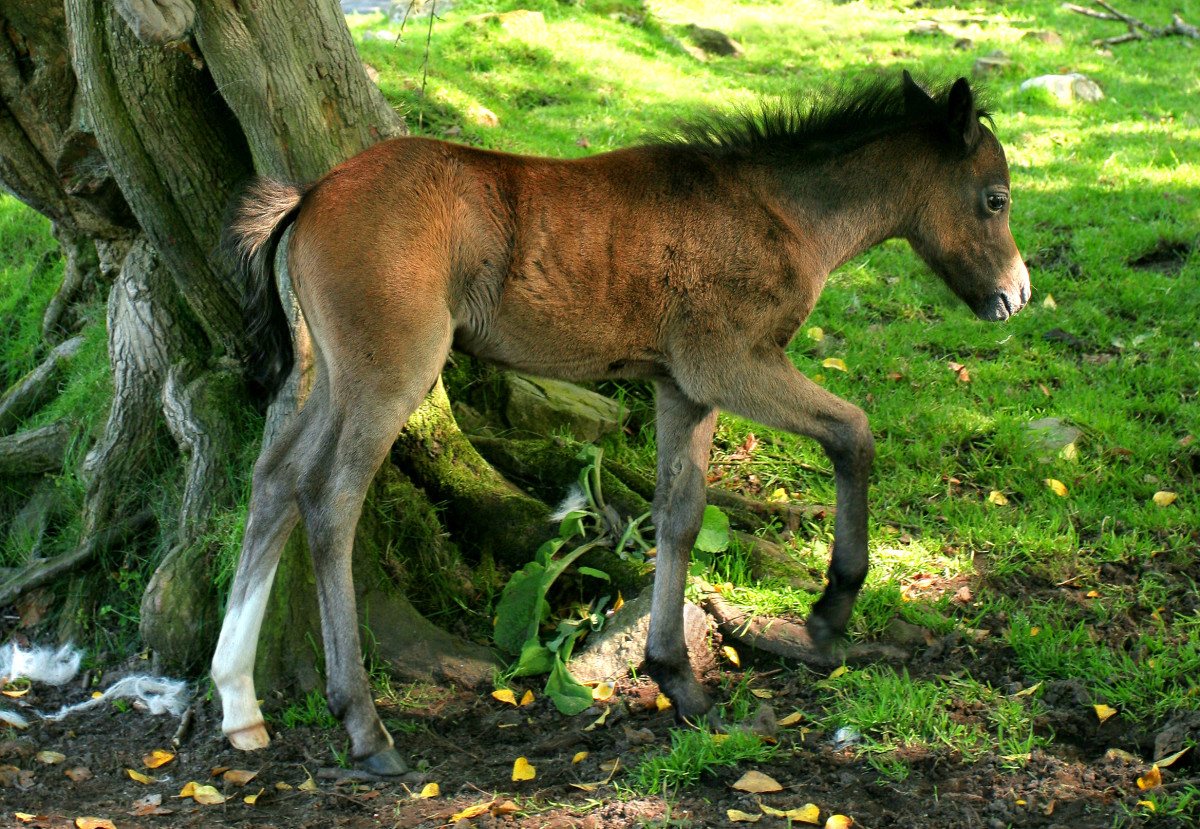 An at-risk foal can receive a tetanus vaccination of tetanus antitoxin immediately after birth.