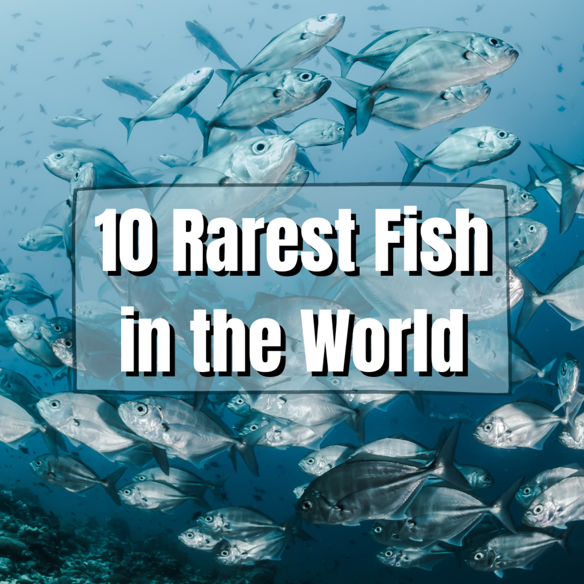 继续往下读，了解世界上10种最稀有的鱼，包括龙舌兰裂鳍鱼和难以捉摸的华丽卧鱼。