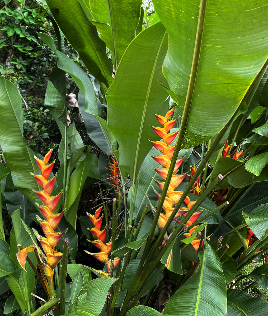 This heliconia grows in an upright habit with lovely peach-apricot colored flower bracts.