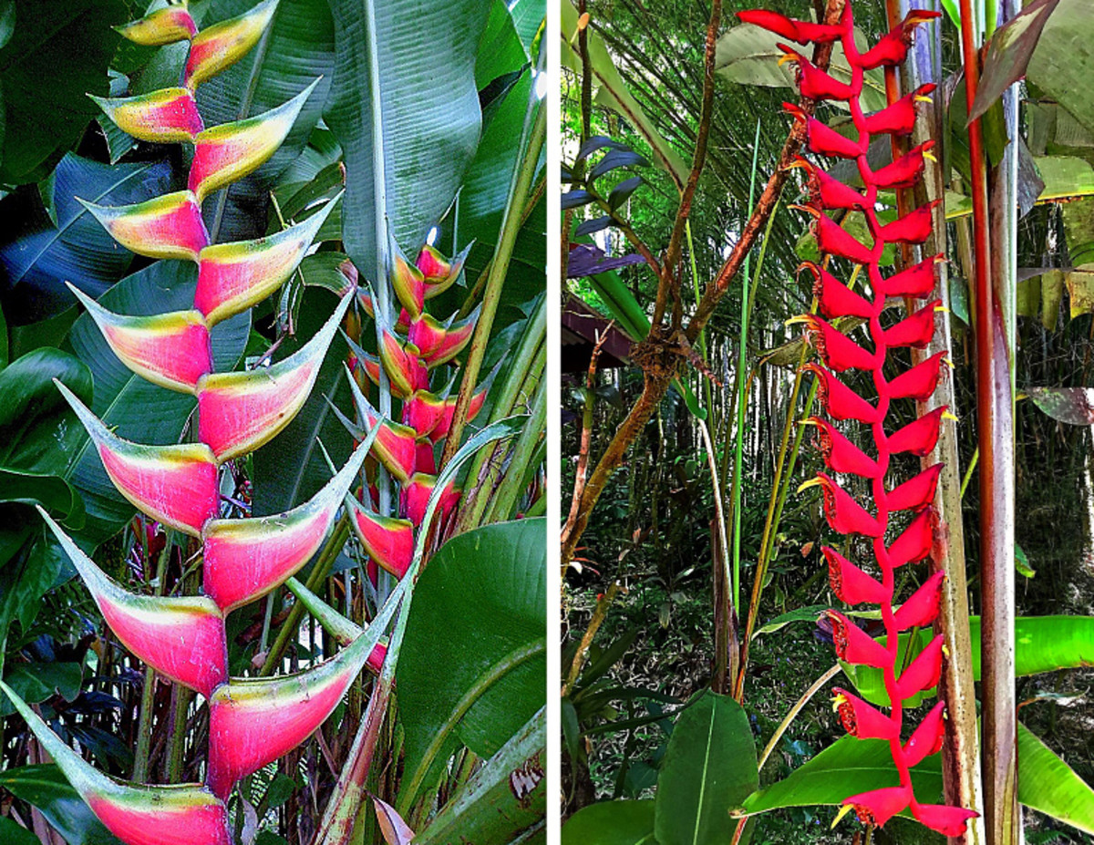 Some heliconia cultivars have elongated inflorescence panicles 8-10 feet long.