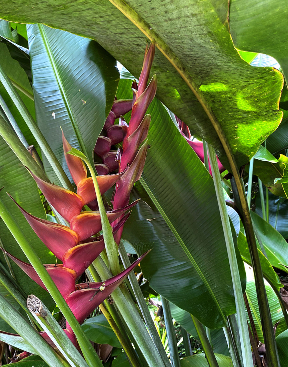A beautiful purple-and-gold heliconia with its magnificent flower bracts and foliage.