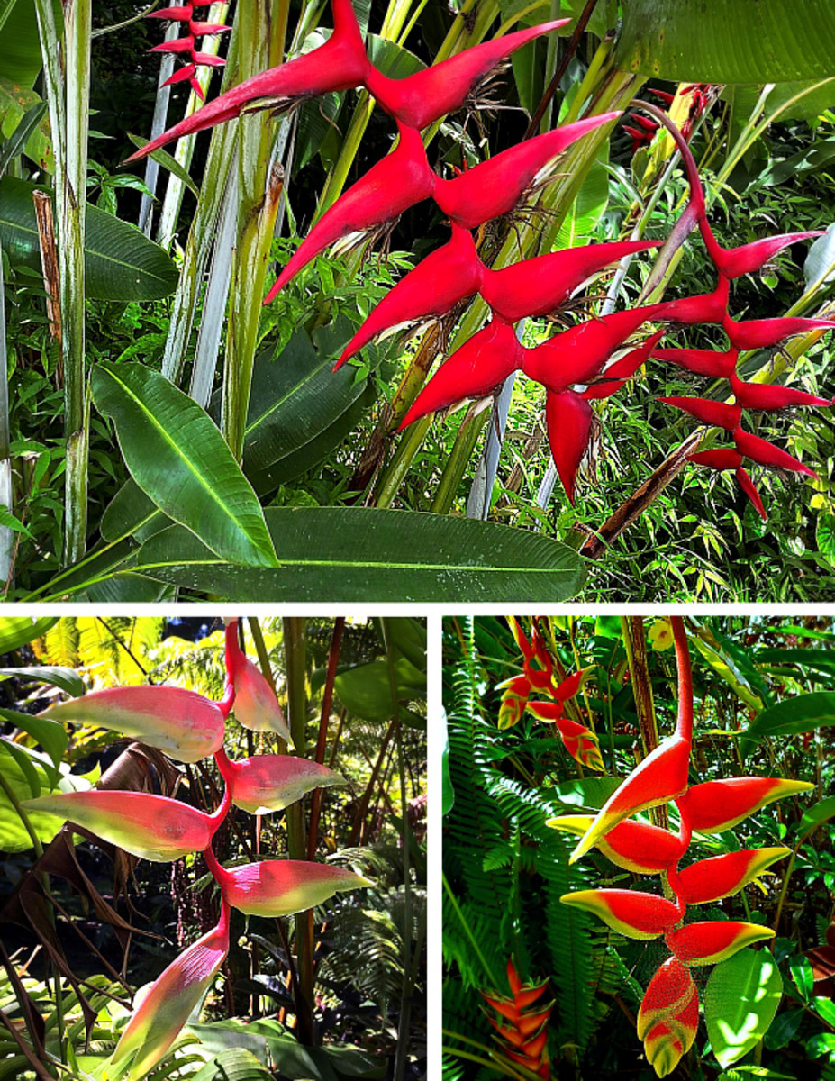 Dangling, graceful flower bracts of some spectacular pendulant heliconia species.