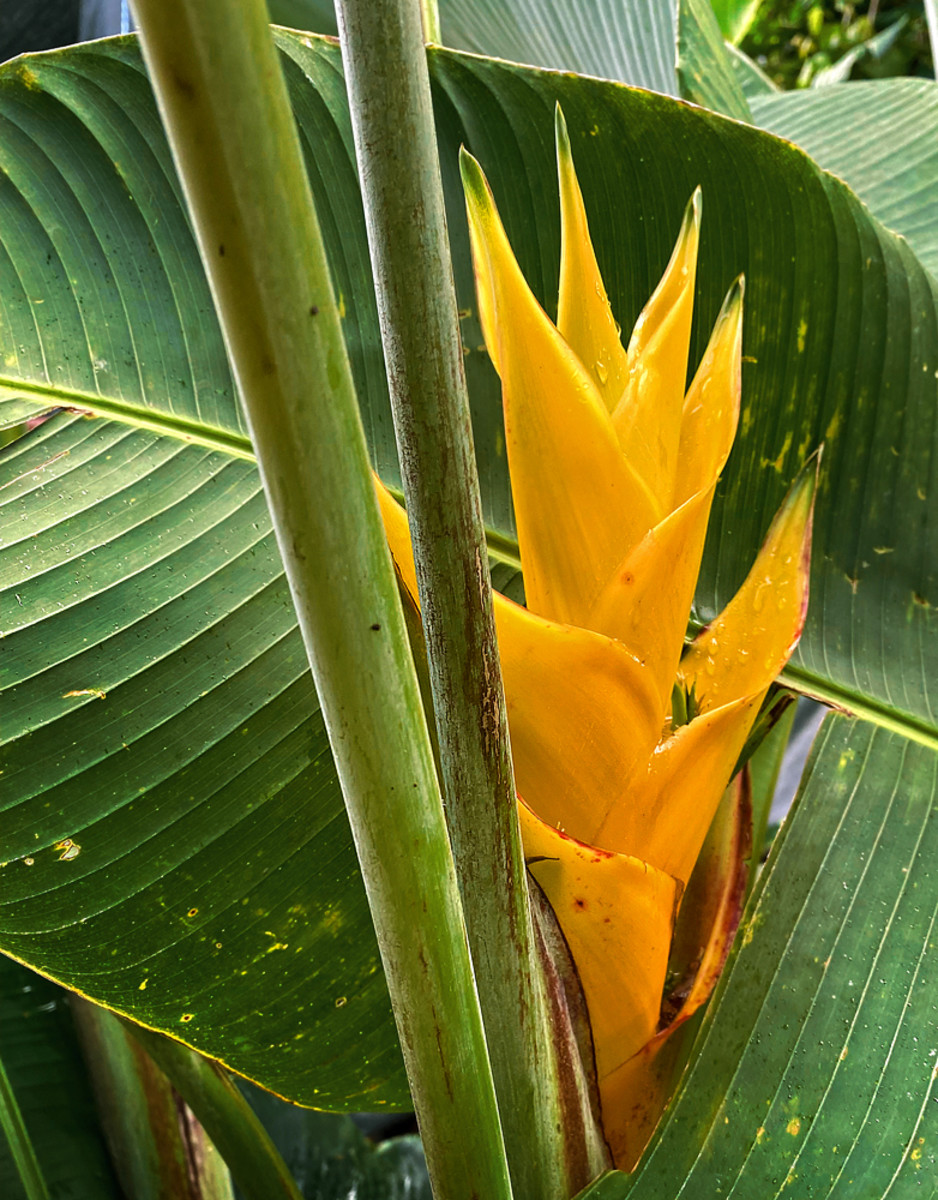 Heliconia caribaea 'Yellow' is known for its outstanding bright lemon colored flower bract.