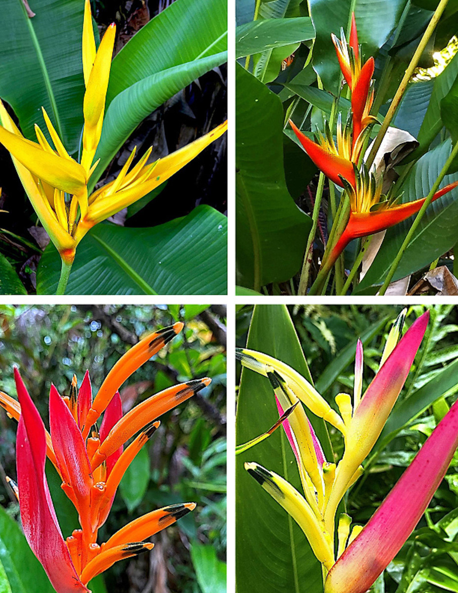 Heliconia psittacorum inflorescences display many vibrant shades and hues.
