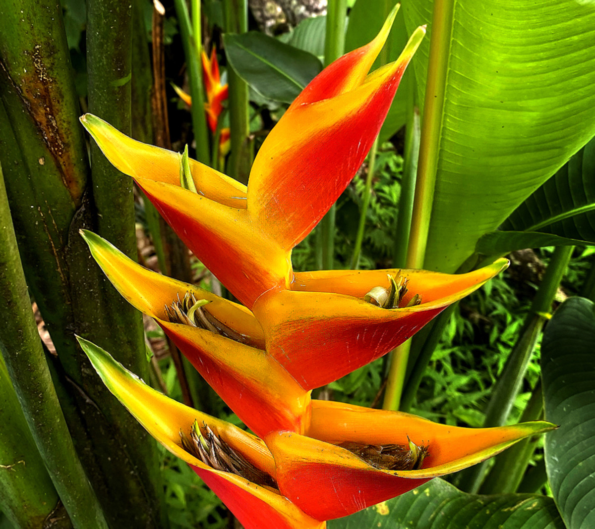 Small, unimpressive flowers can be seen inside the bracts of this Heliconia bihai variety.
