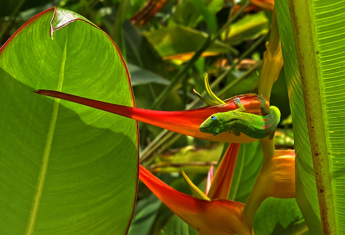 Gold dust green gecko - commonly seen in Hawaii - is a big fan of the sweet heliconia nectar!